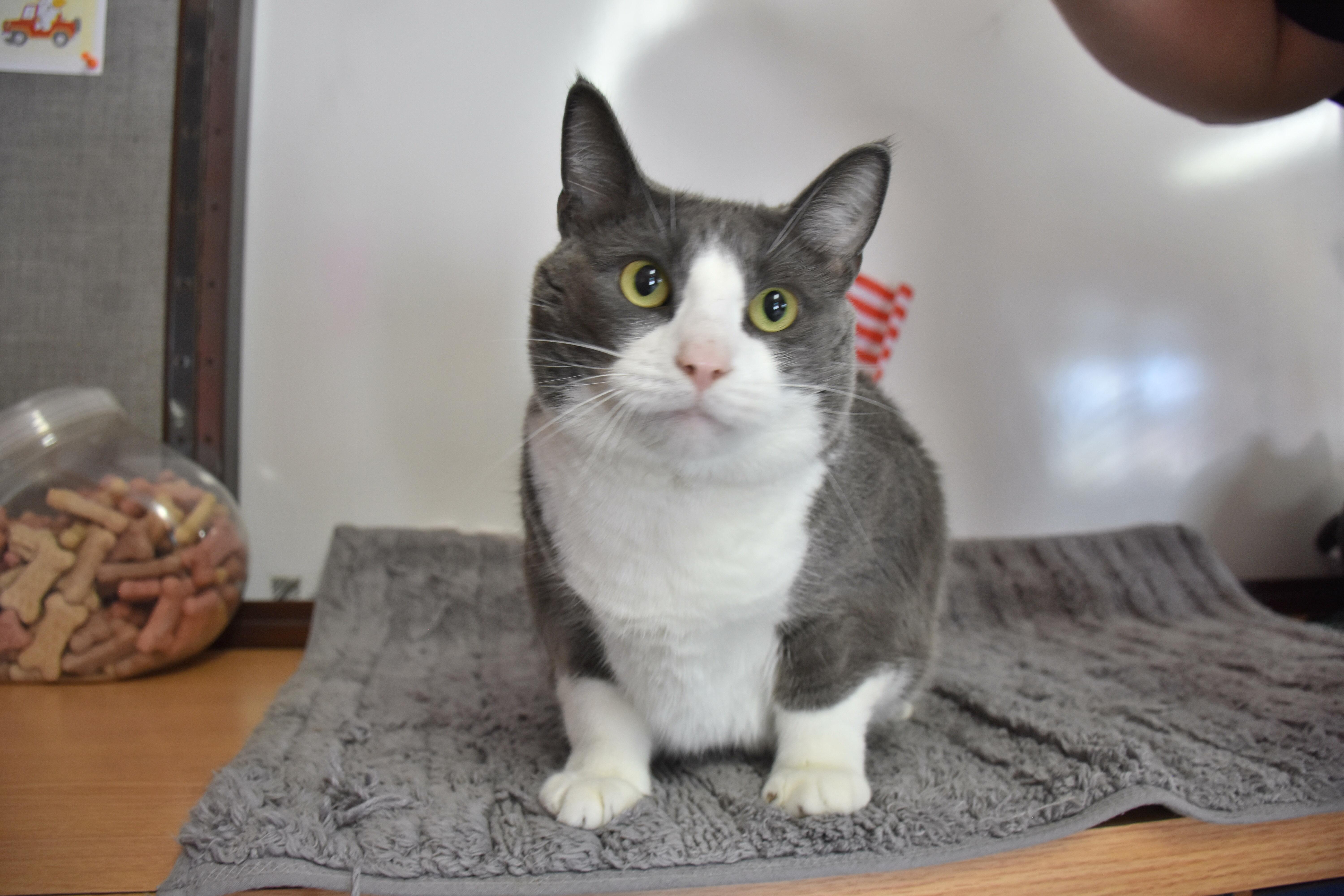 Stormy, ADOPTABLE, Adult Female Domestic Short Hair.