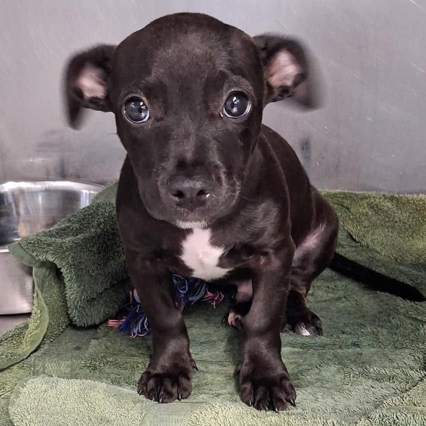 Bernie, Adopted, Puppy Male Labrador Retriever & Dachshund.