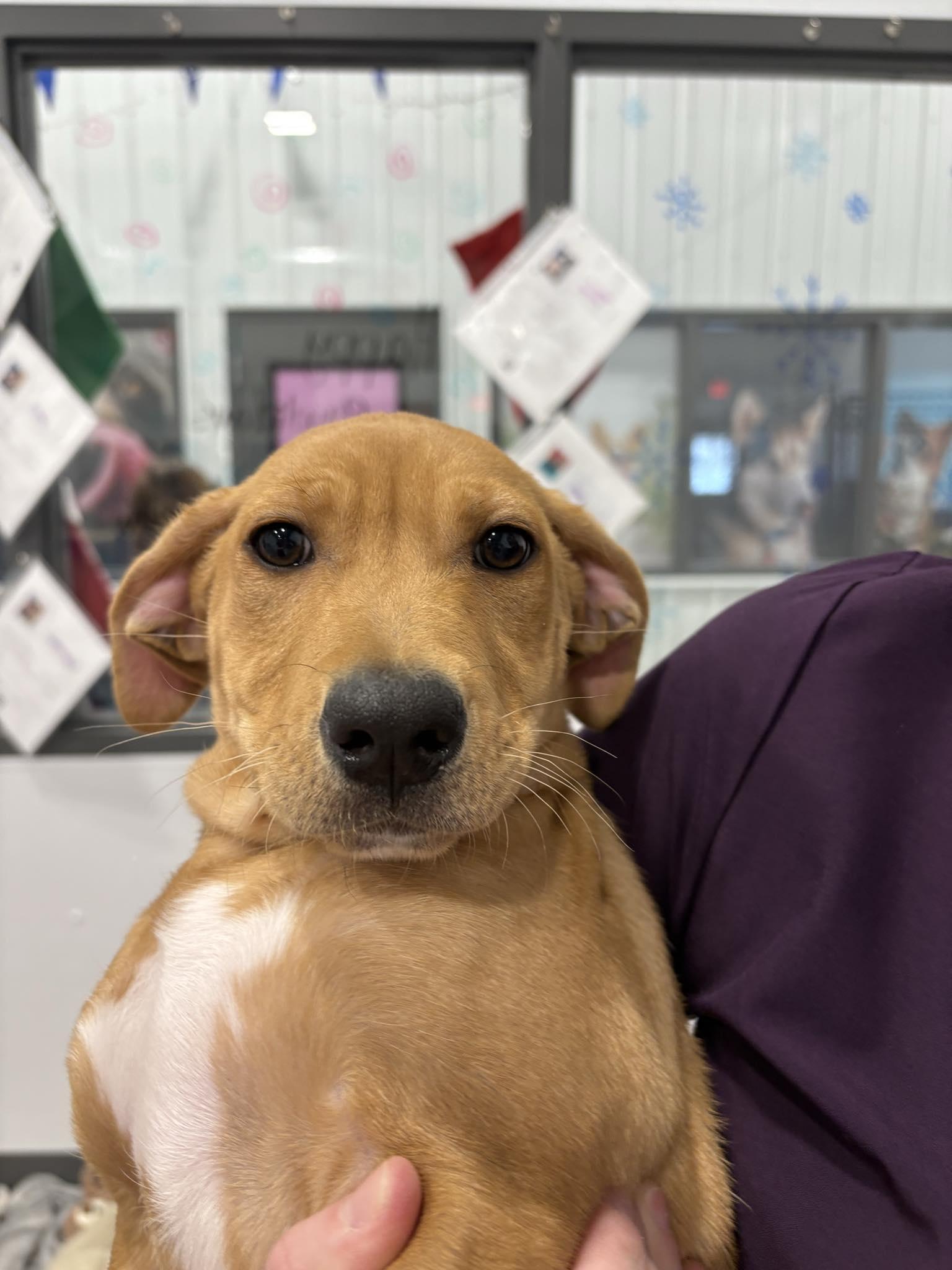 Ellie - In Foster, ADOPTABLE, Puppy Female Yellow Labrador Retriever.