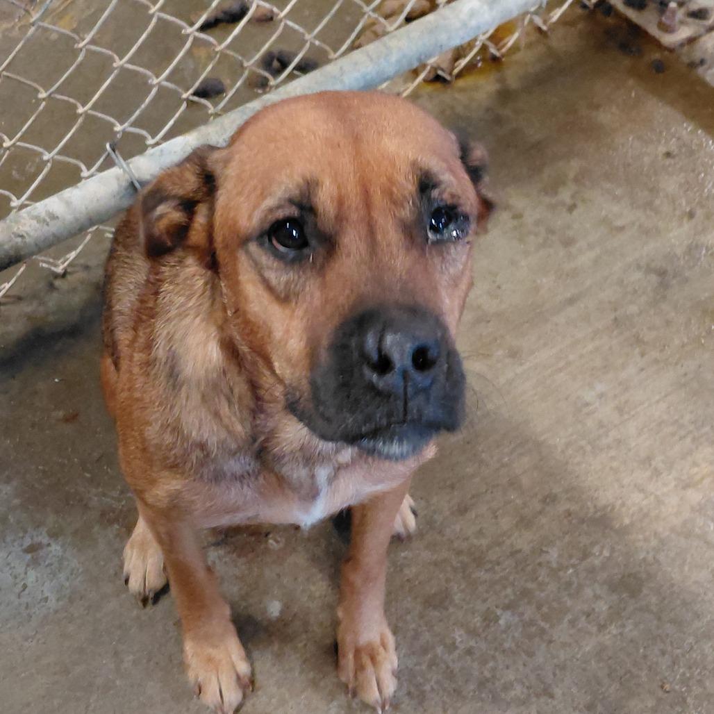 Enlarge Casey, a Adoptable mixed breed in Smithfield, NC image 1/1
