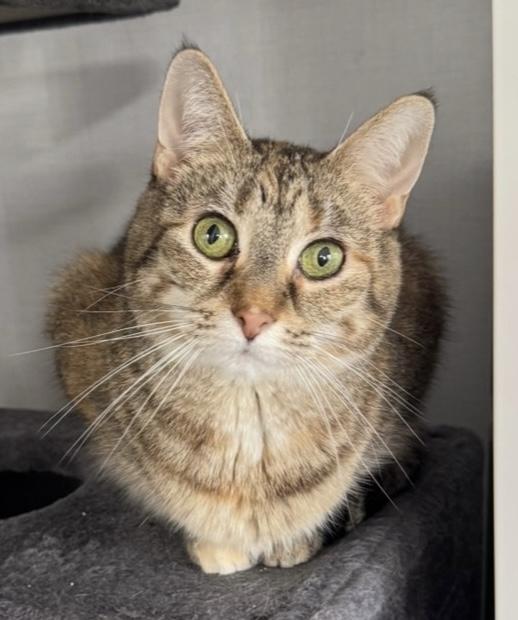 Enlarge Muffin, a Adoptable Torbie in Goshen, IN image 1/5
