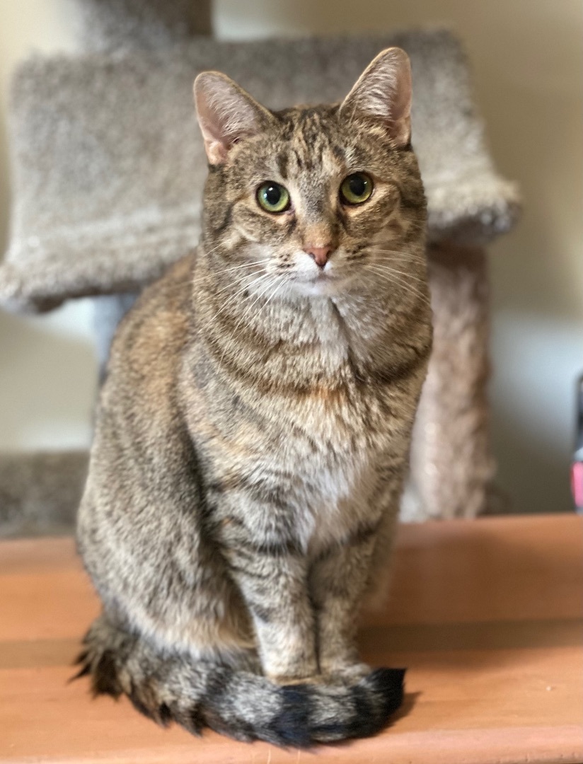 Muffin, Adoptable, Adult Female Torbie.
