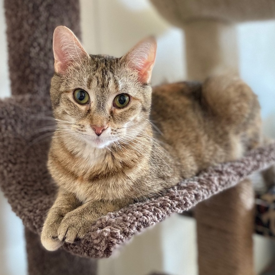 Muffin, a Adoptable Torbie in Goshen, IN image 2/6