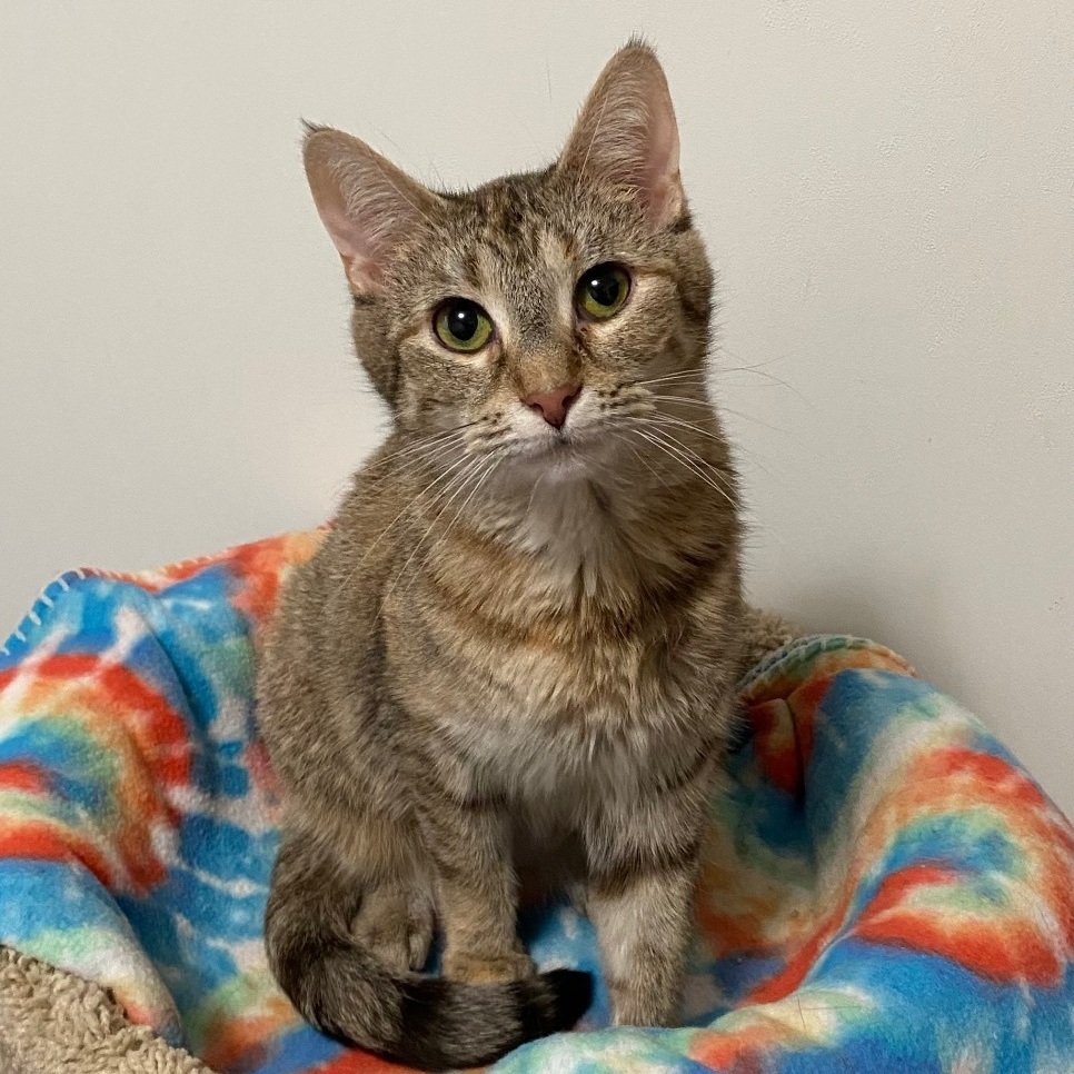 Muffin, a Adoptable Torbie in Goshen, IN image 3/6