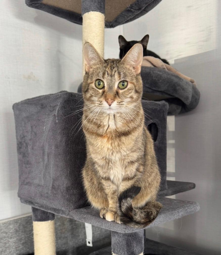 Enlarge Muffin, a Adoptable Torbie in Goshen, IN image 2/5