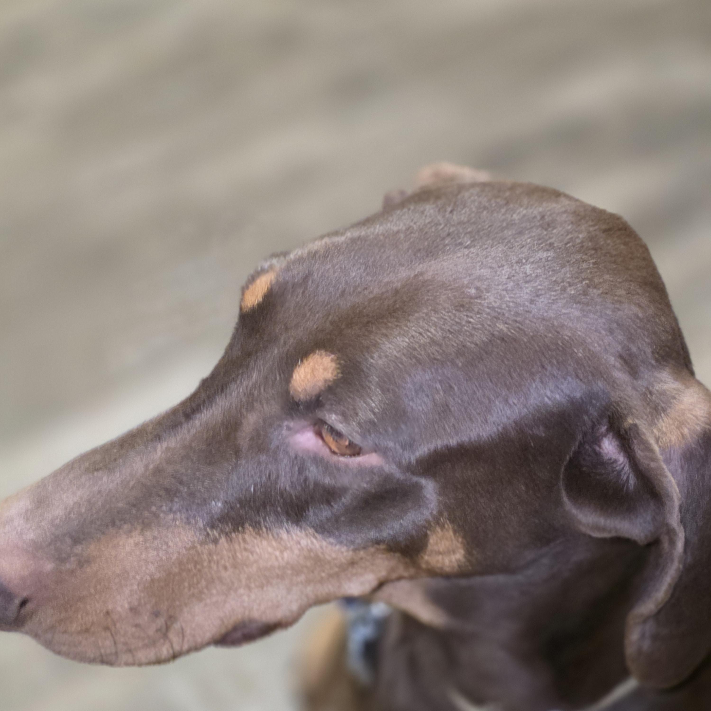 Mr. Biggs, a Adoptable Doberman Pinscher in AUBURN, WA image 2/4