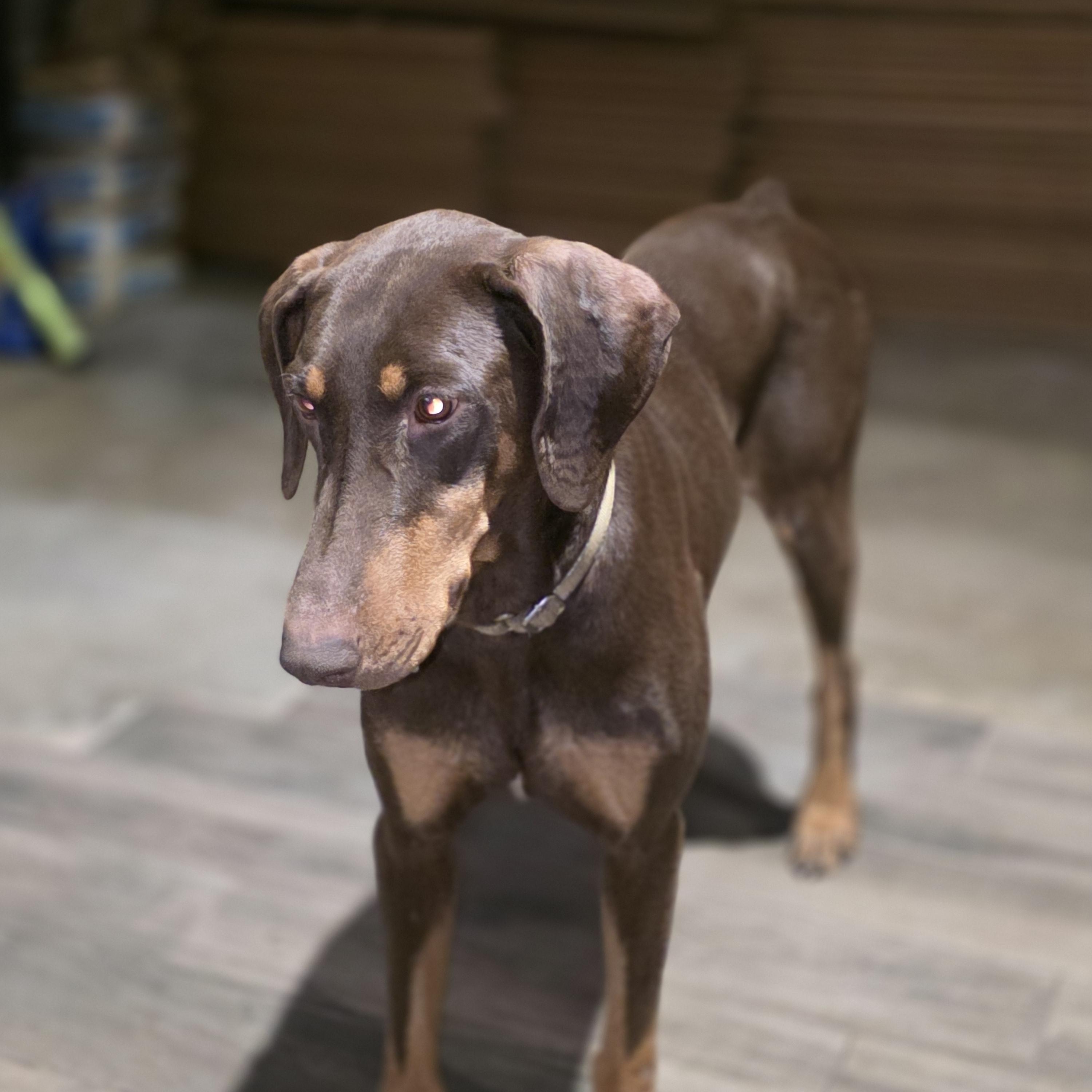 Mr. Biggs, a Adoptable Doberman Pinscher in AUBURN, WA image 3/4