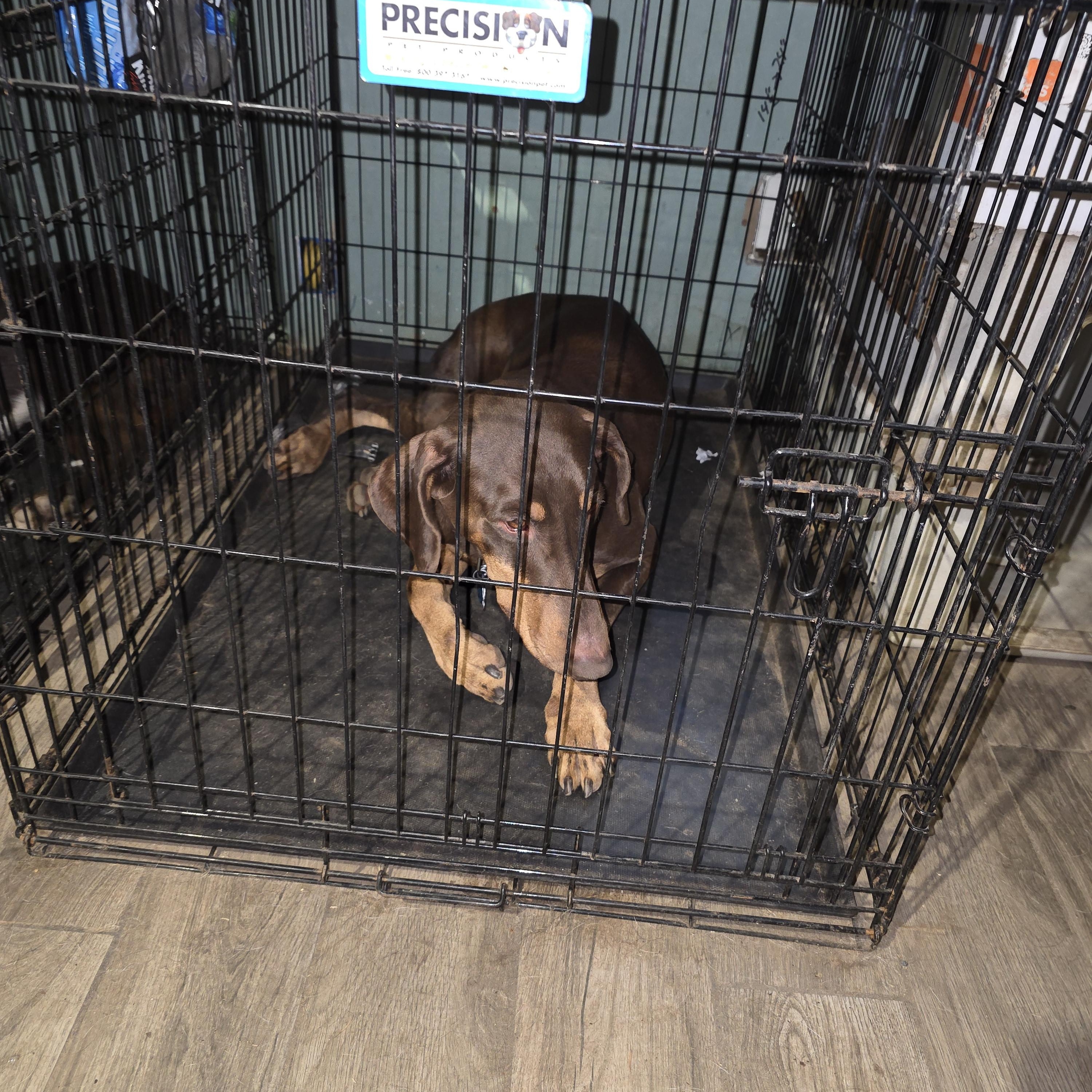 Mr. Biggs, a Adoptable Doberman Pinscher in AUBURN, WA image 4/4