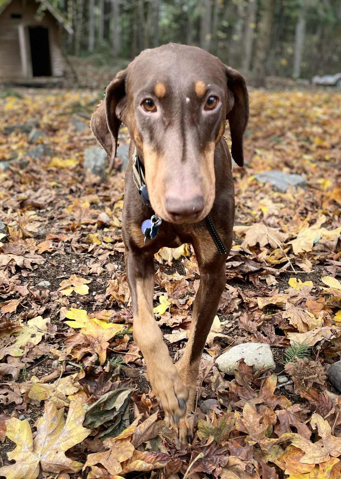 Mr. Biggs, Adoptable, Adult Male Doberman Pinscher.