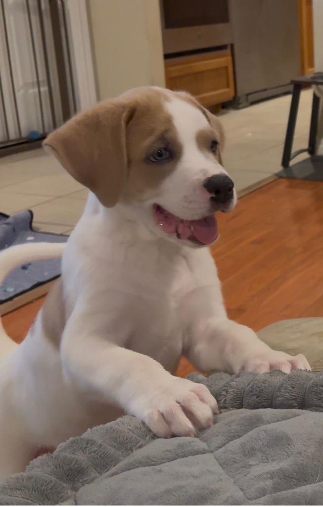 Enlarge Pockets, a Adoptable Great Pyrenees in Leander, TX image 1/6