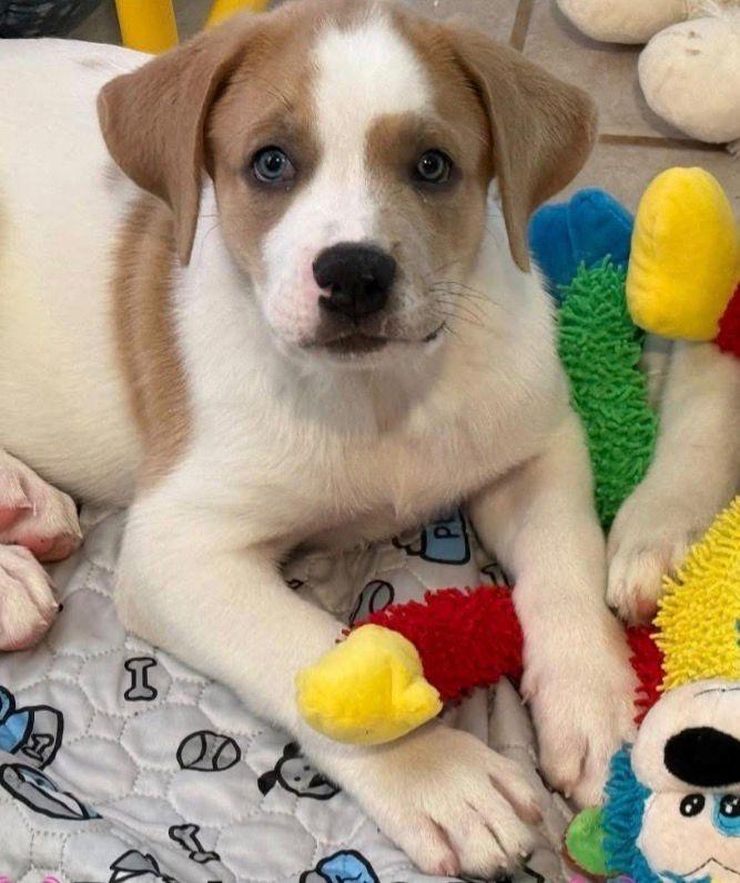 Enlarge Pockets, a Adoptable Great Pyrenees in Leander, TX image 2/6