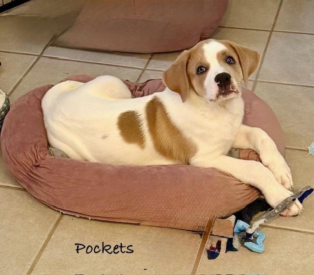 Enlarge Pockets, a Adoptable Great Pyrenees in Leander, TX image 3/6