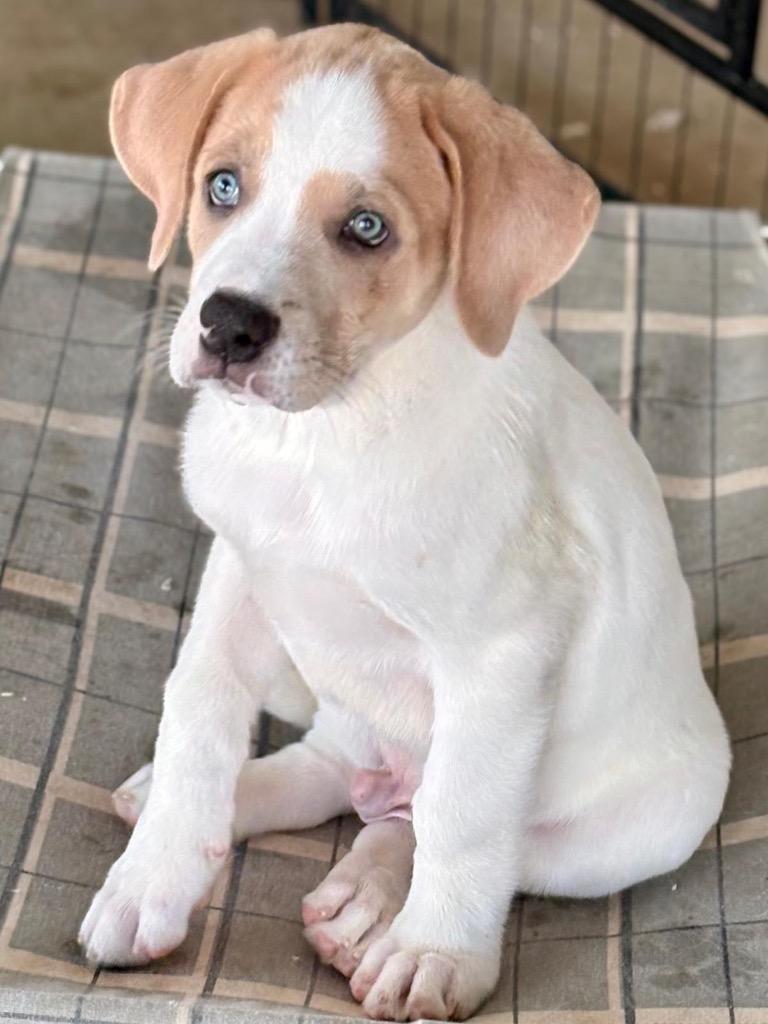 Enlarge Pockets, a Adoptable Great Pyrenees in Leander, TX image 5/6