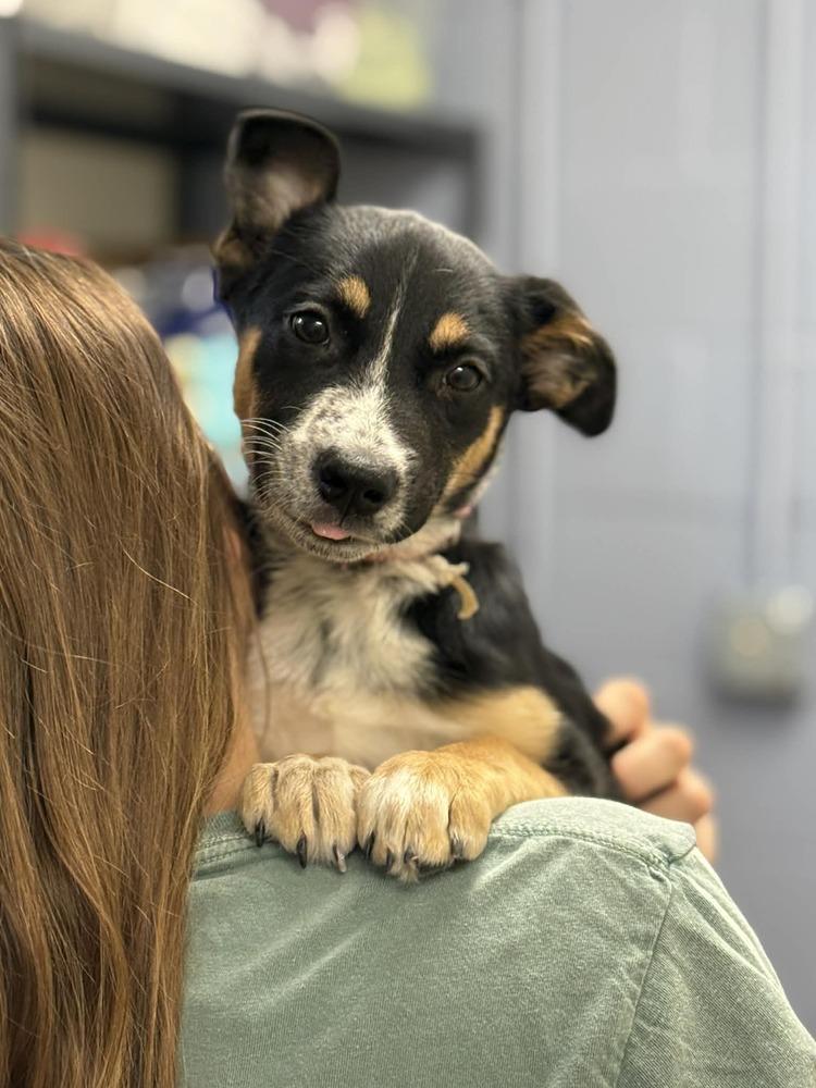 Enlarge Alanis (AVAILABLE 4/7), a Adoptable mixed breed in Leverett, MA image 1/3