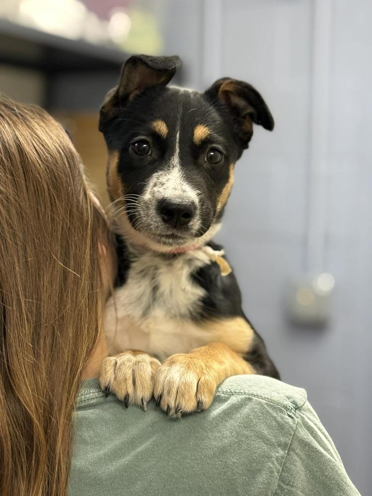 Enlarge Alanis (AVAILABLE 4/7), a Adoptable mixed breed in Leverett, MA image 2/3