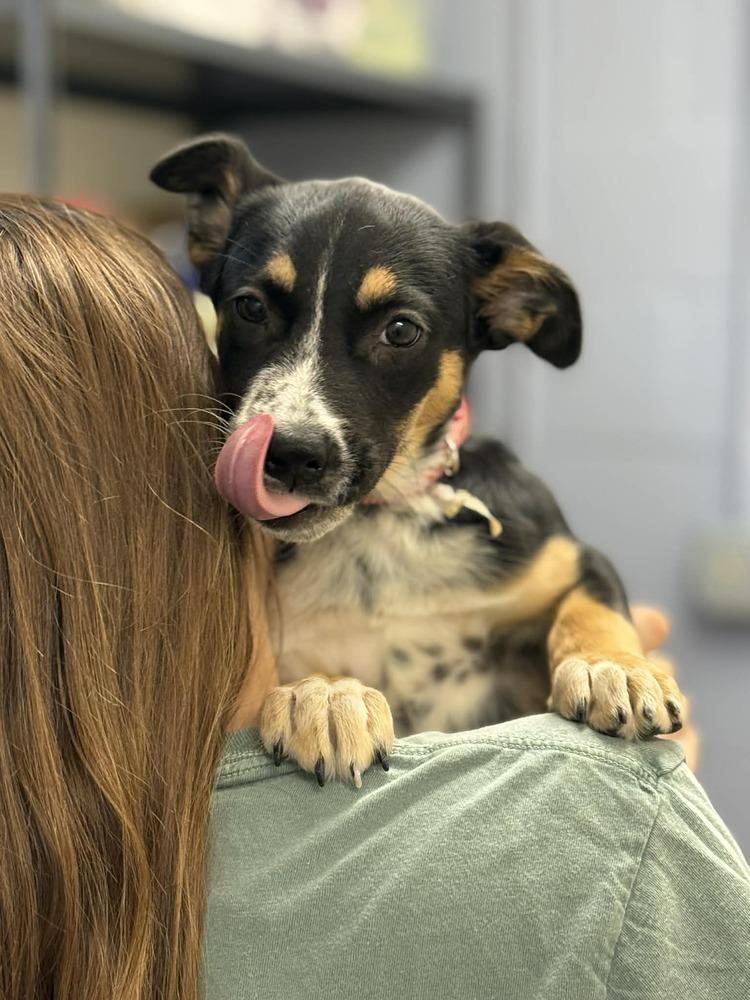 Enlarge Alanis (AVAILABLE 4/7), a Adoptable mixed breed in Leverett, MA image 3/3