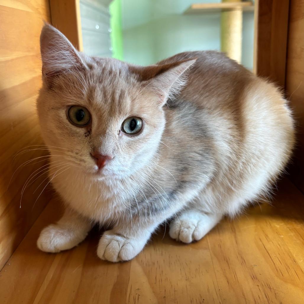 Enid, Adoptable, Young Female Domestic Short Hair.