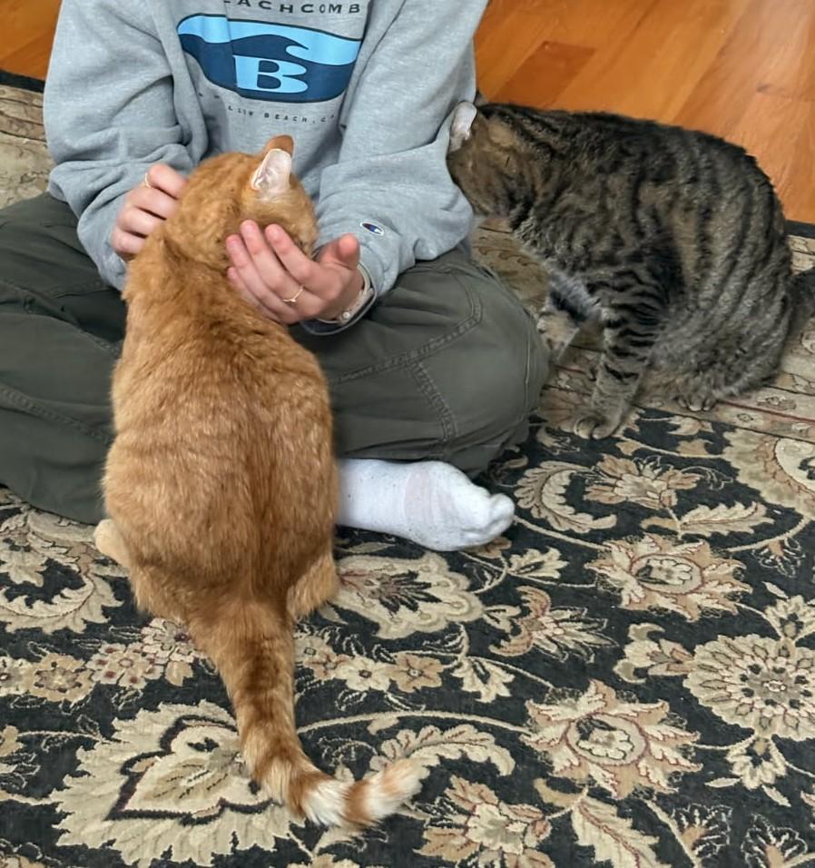 Georgie & Clem, a Adoptable Domestic Short Hair in Norwood, MA image 2/6