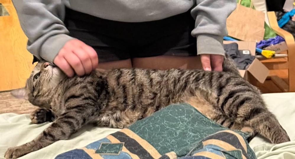 Georgie & Clem, a Adoptable Domestic Short Hair in Norwood, MA image 5/6