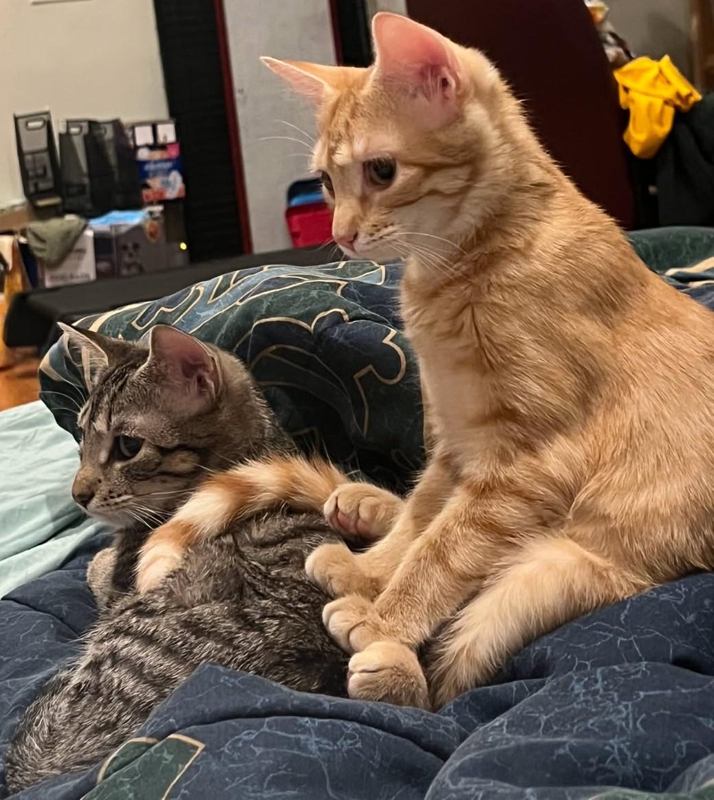 Georgie & Clem, a Adoptable Domestic Short Hair in Norwood, MA image 1/6