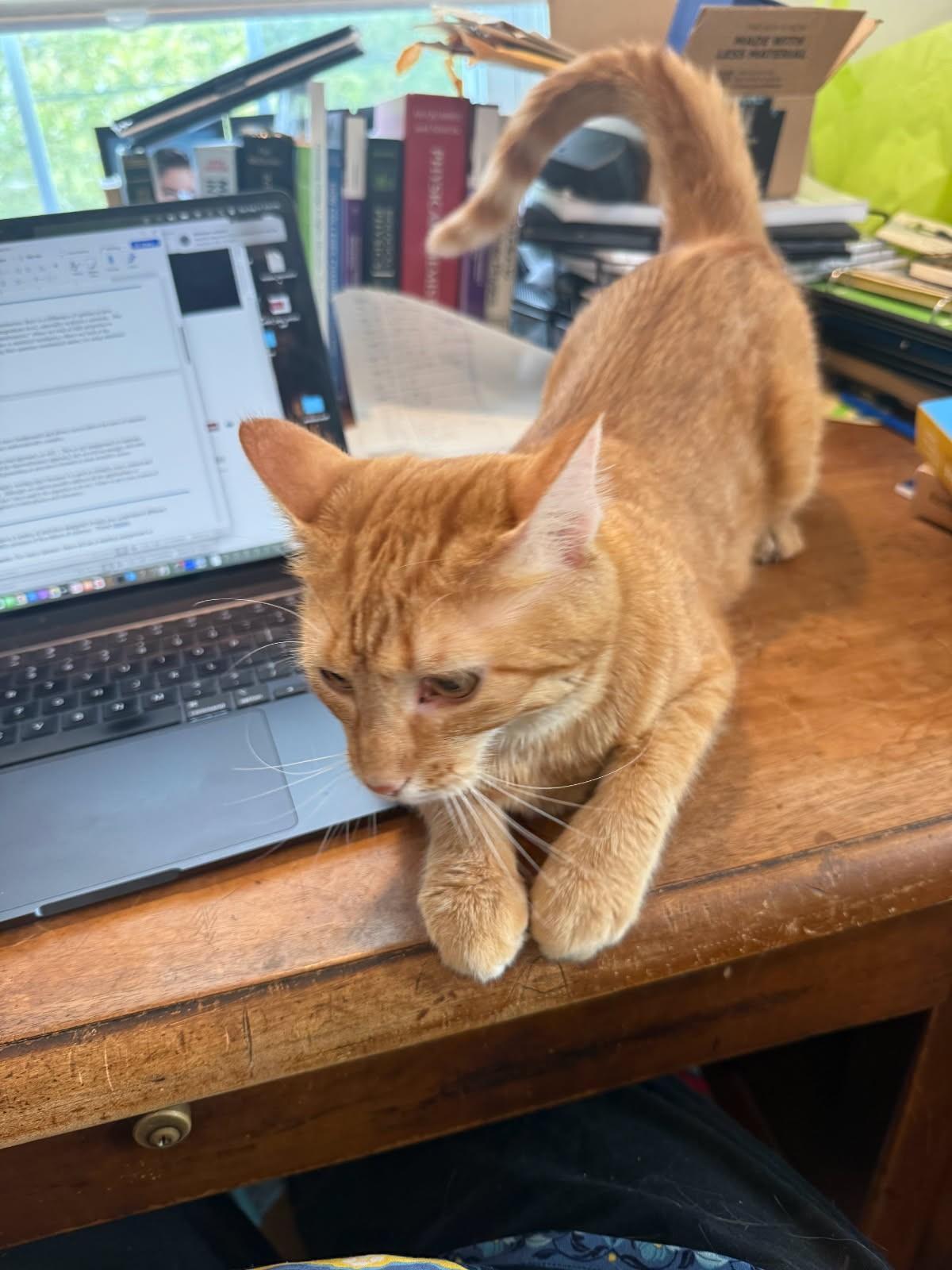 Georgie & Clem, a Adoptable Domestic Short Hair in Norwood, MA image 6/6