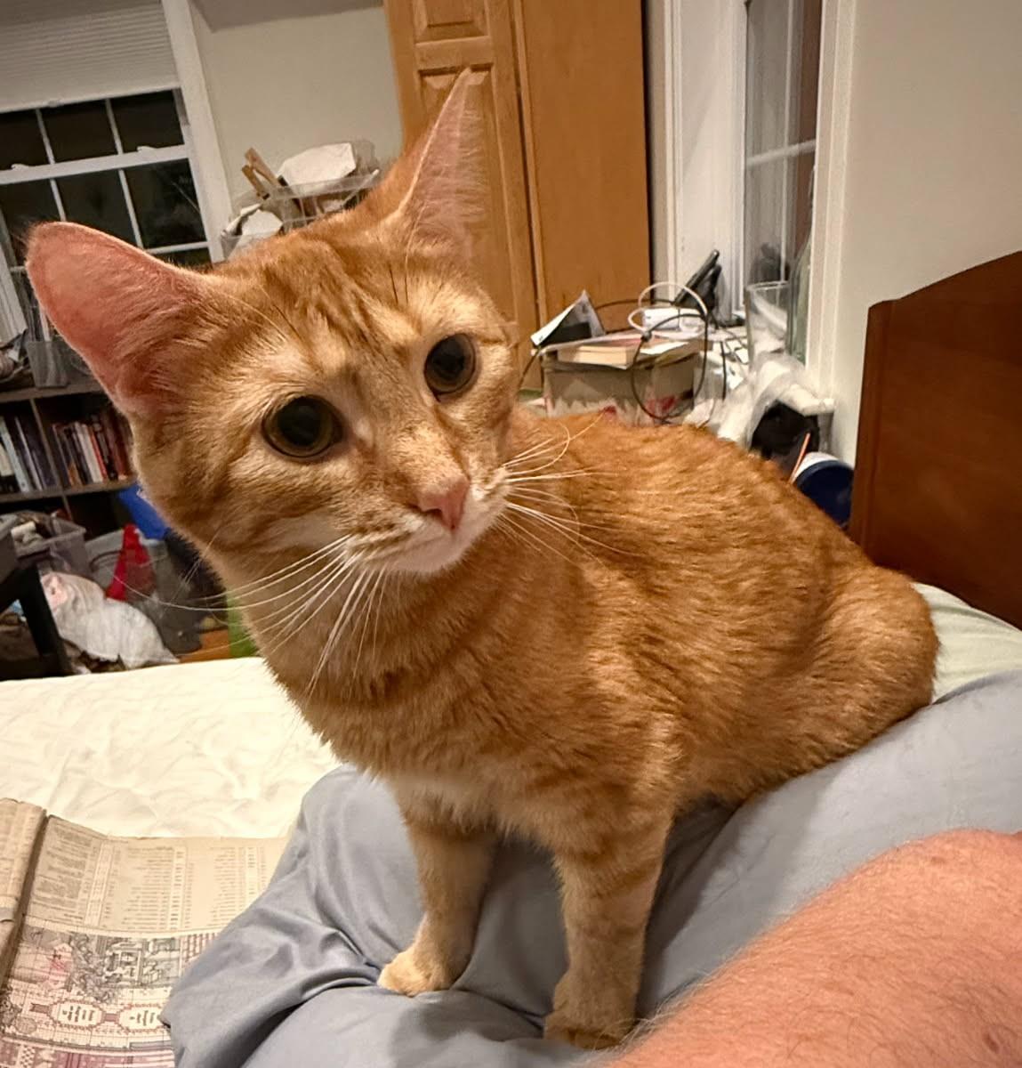 Georgie & Clem, a Adoptable Domestic Short Hair in Norwood, MA image 3/6