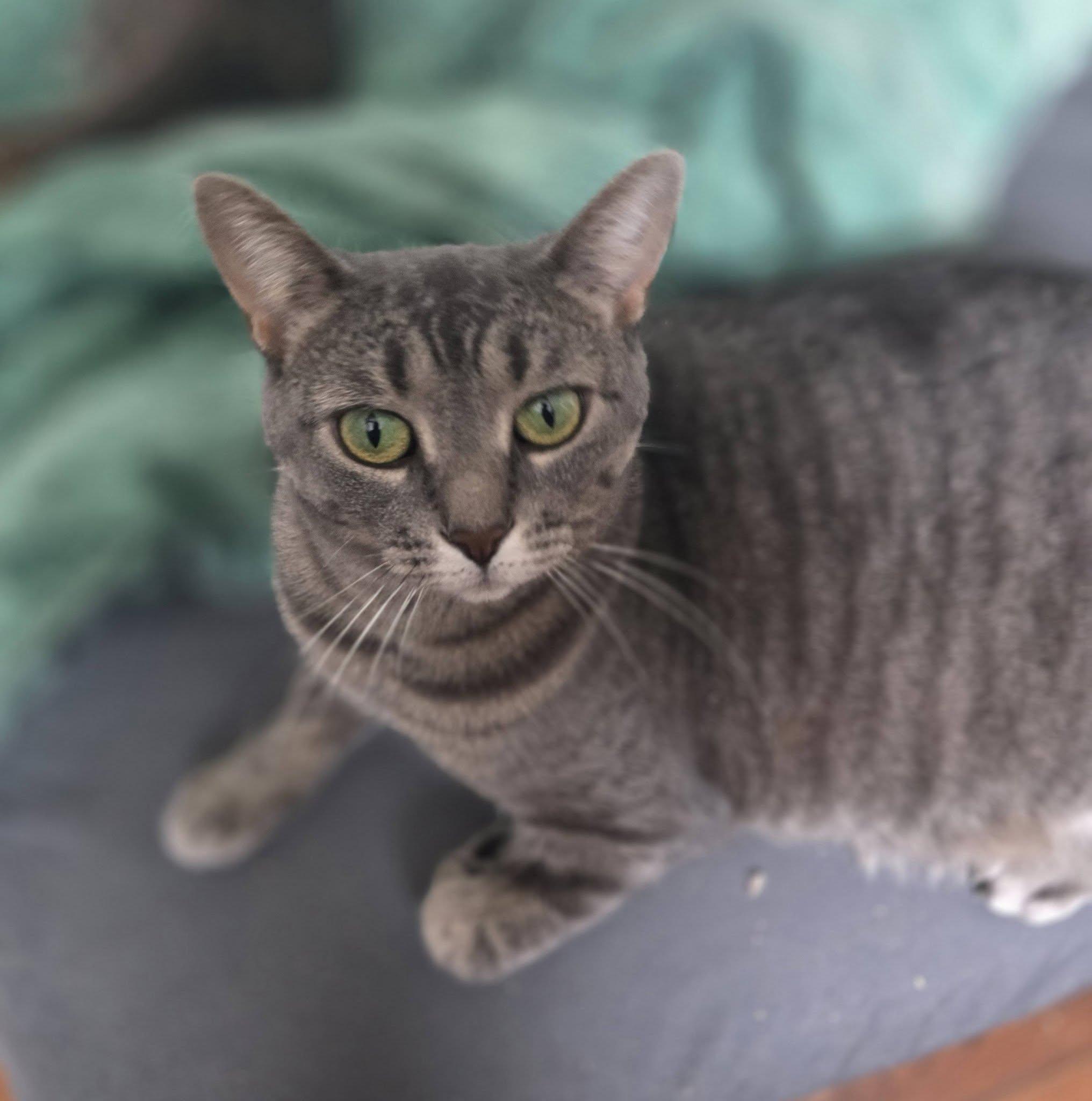 Enlarge Fiona, a Adoptable Domestic Short Hair in Spencerville, ON image 5/6