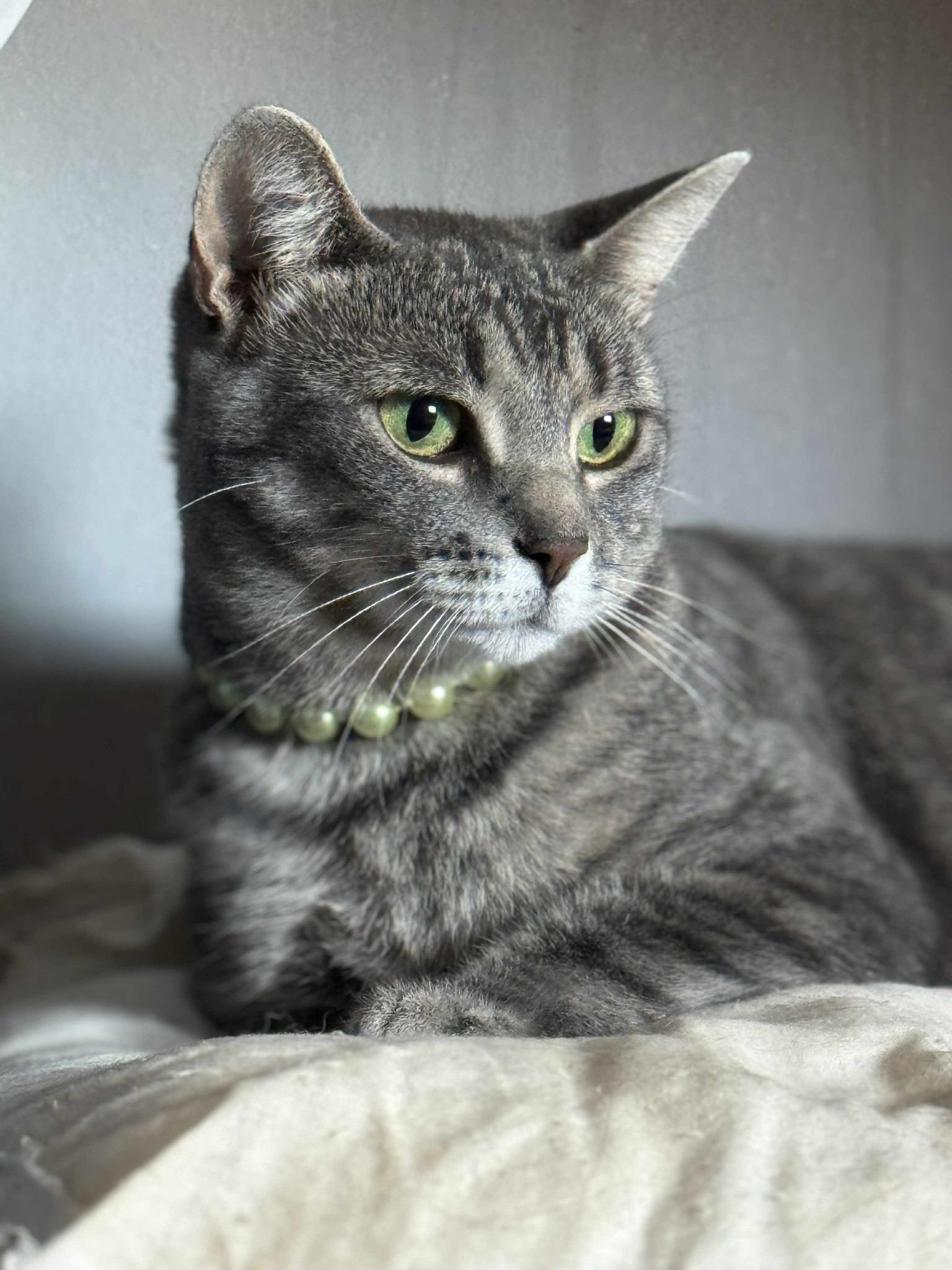 Fiona, Adoptable, Adult Female Domestic Short Hair.