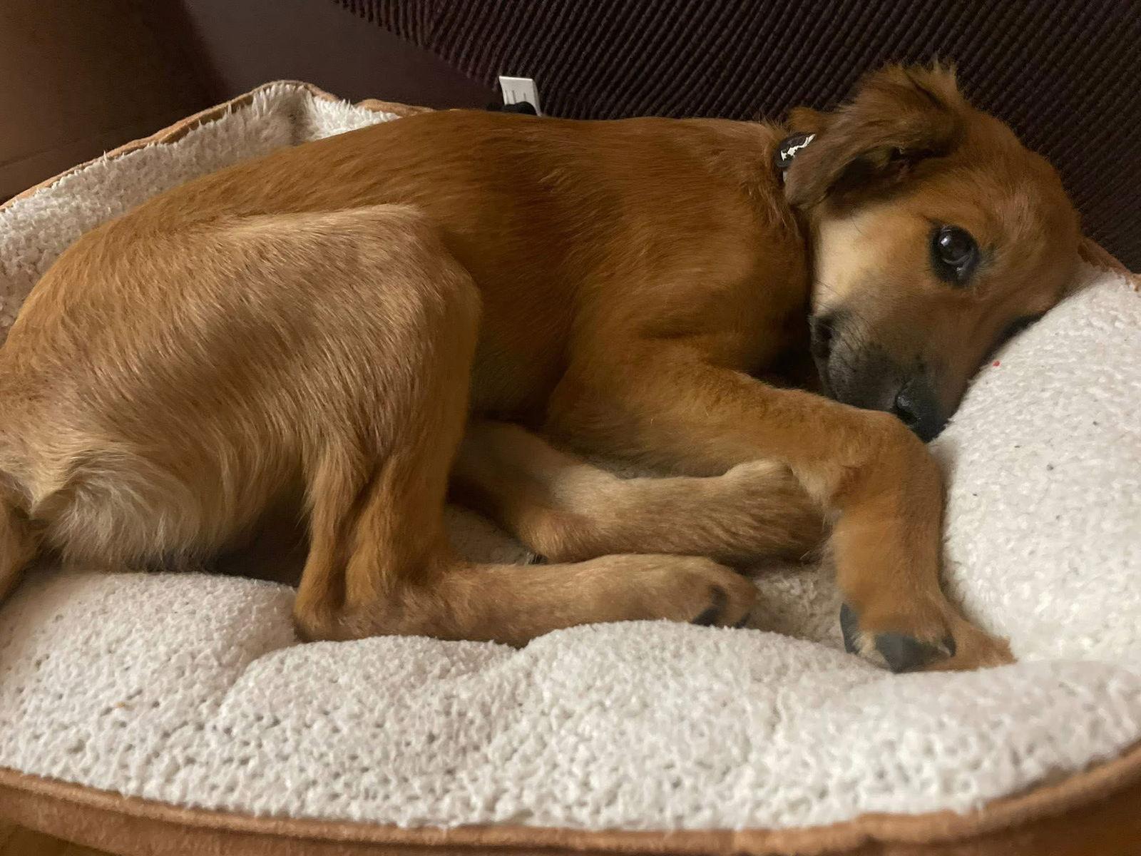 Enlarge Butters 4457, a Adopted mixed breed in Pickering, ON image 2/3