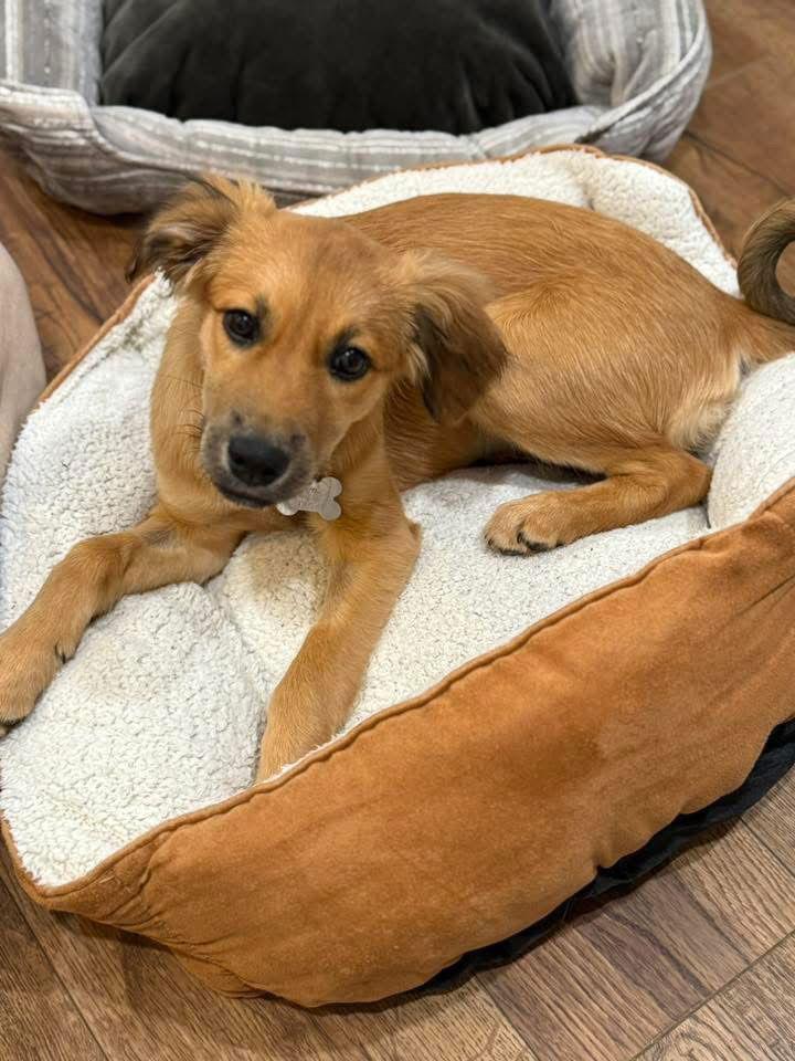 Enlarge Butters 4457, a Adopted mixed breed in Pickering, ON image 3/3