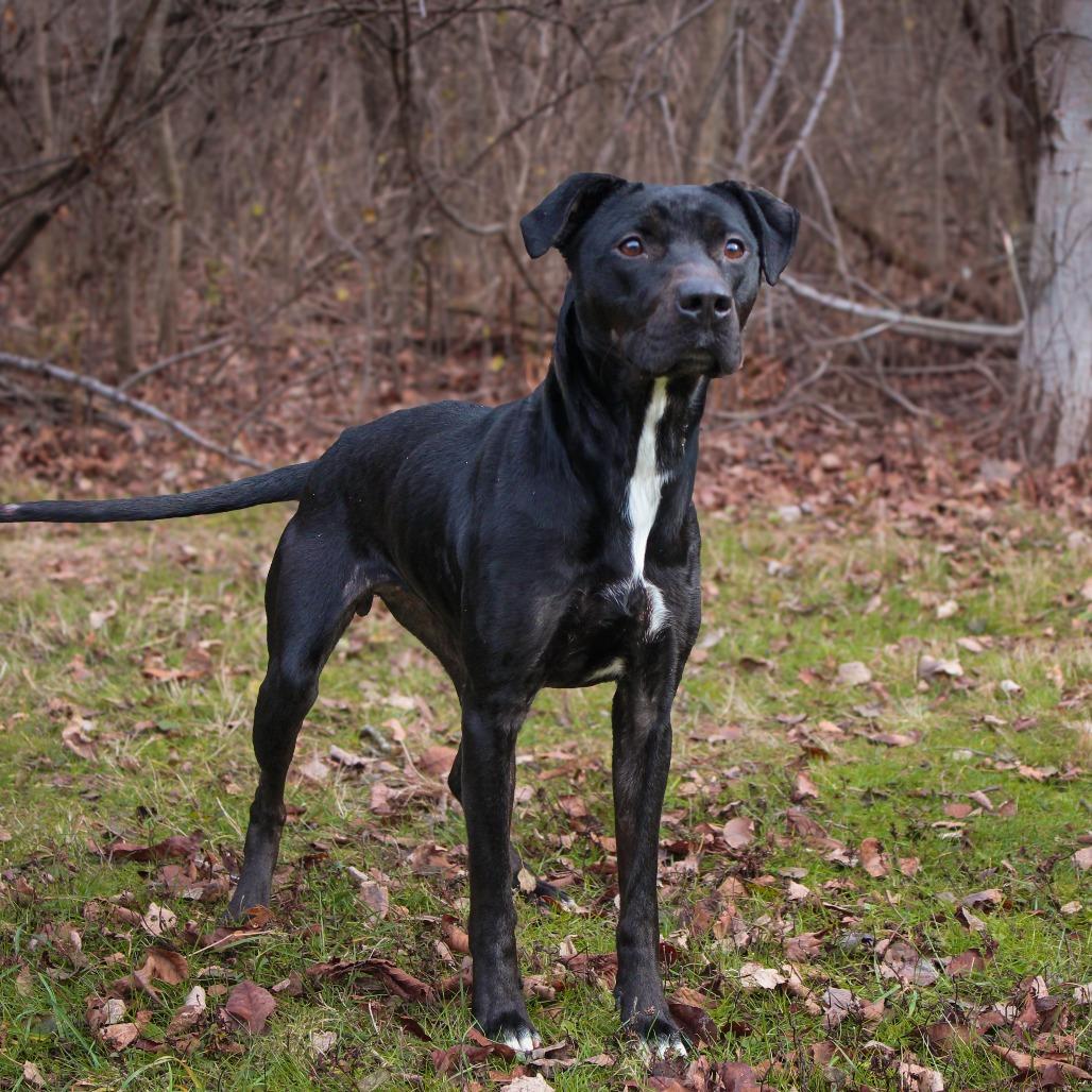 Cora 176, a Adoptable mixed breed in Canastota, NY image 1/4