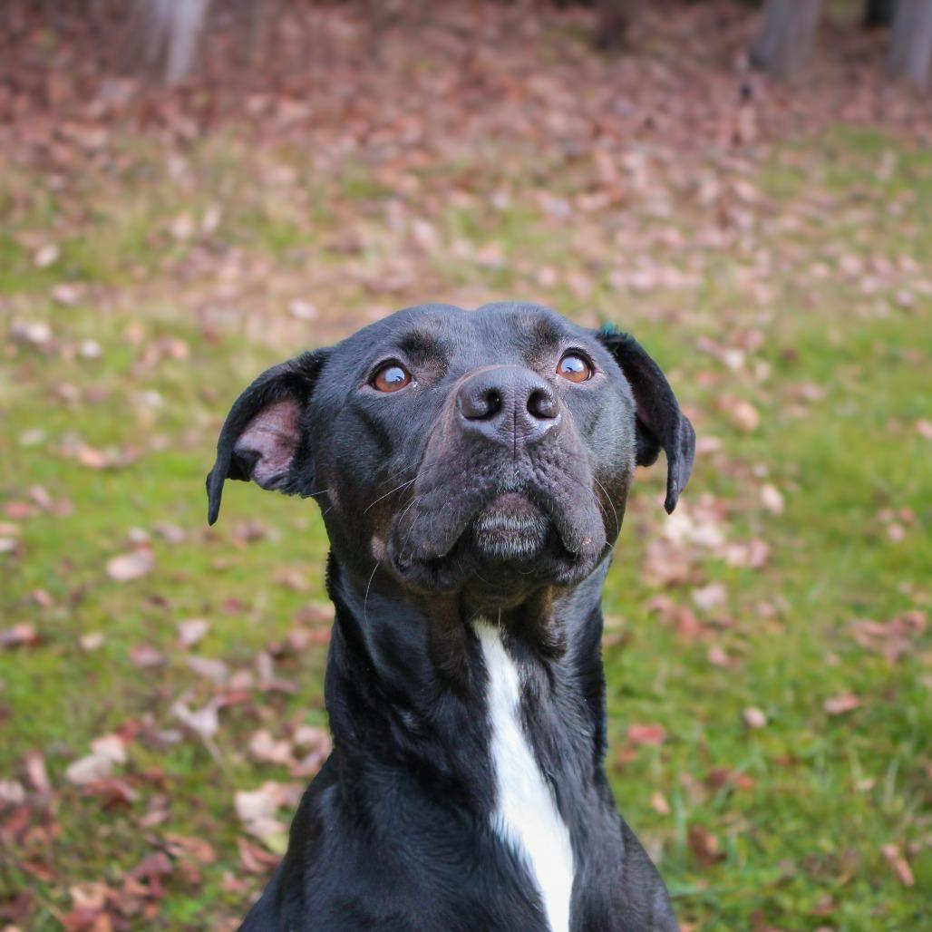 Cora 176, a Adoptable mixed breed in Canastota, NY image 2/4