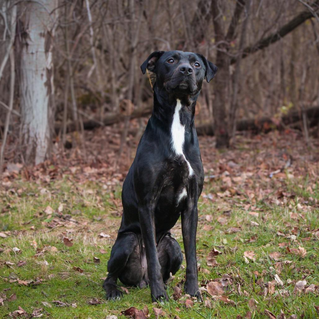Cora 176, a Adoptable mixed breed in Canastota, NY image 3/4