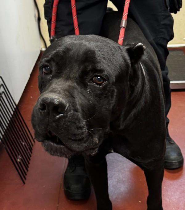 Blade, Adoptable, Adult Male Cane Corso.