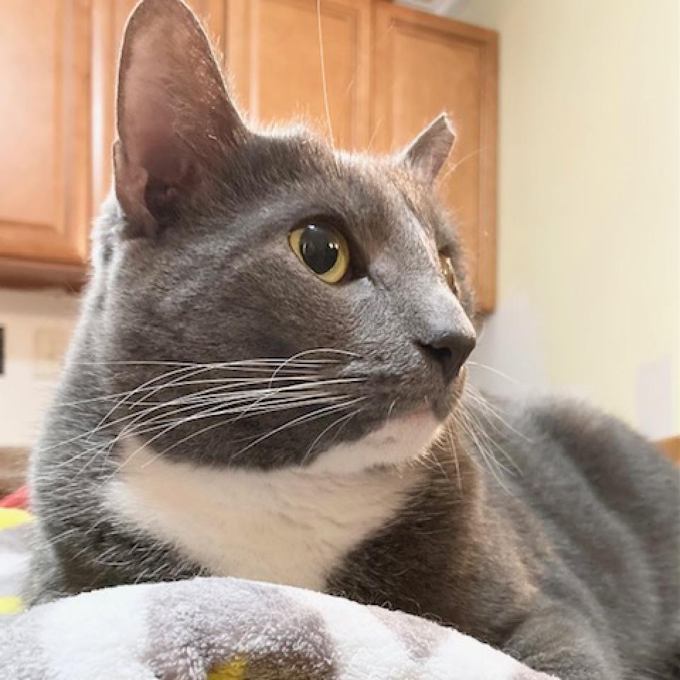 Iron 2021, Adoptable, Adult Female Domestic Short Hair.