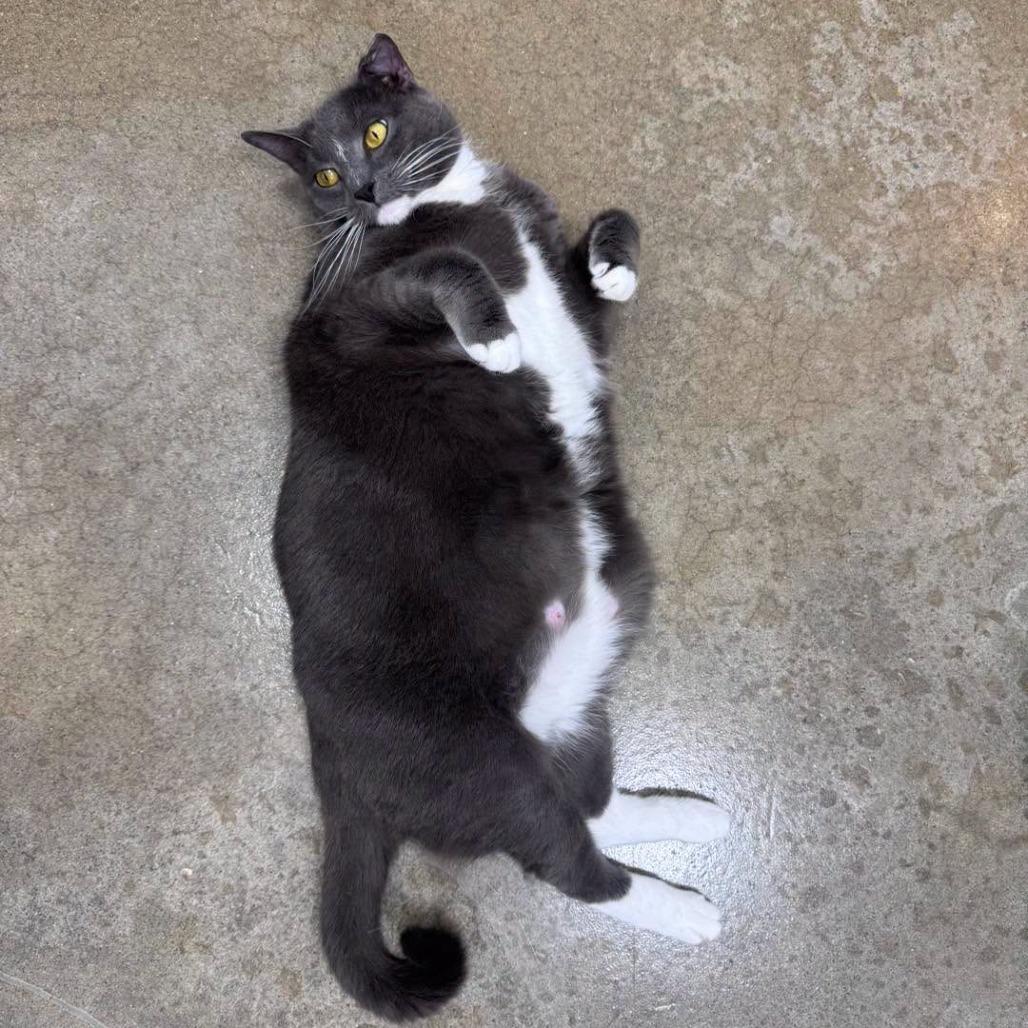 Enlarge Iron 2021, a Adoptable Domestic Short Hair in Bensalem, PA image 1/6