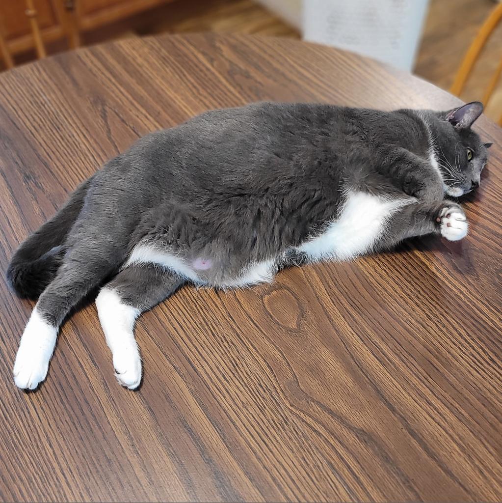 Enlarge Iron 2021, a Adoptable Domestic Short Hair in Bensalem, PA image 2/5