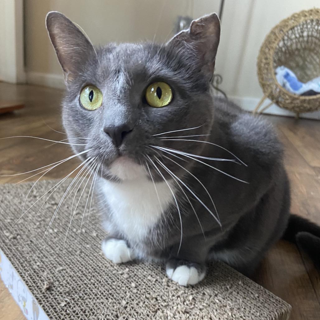 Enlarge Iron 2021, a Adoptable Domestic Short Hair in Bensalem, PA image 3/5