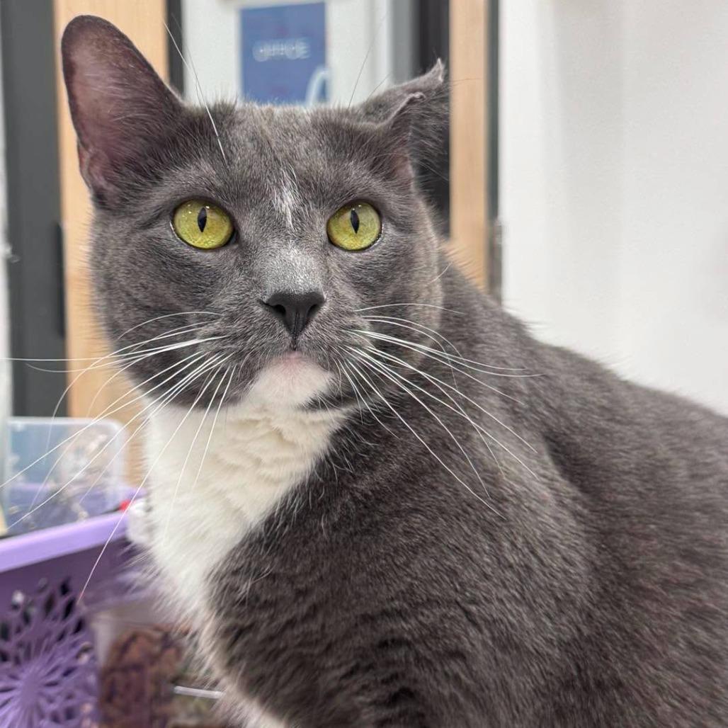 Enlarge Iron 2021, a Adoptable Domestic Short Hair in Bensalem, PA image 3/6