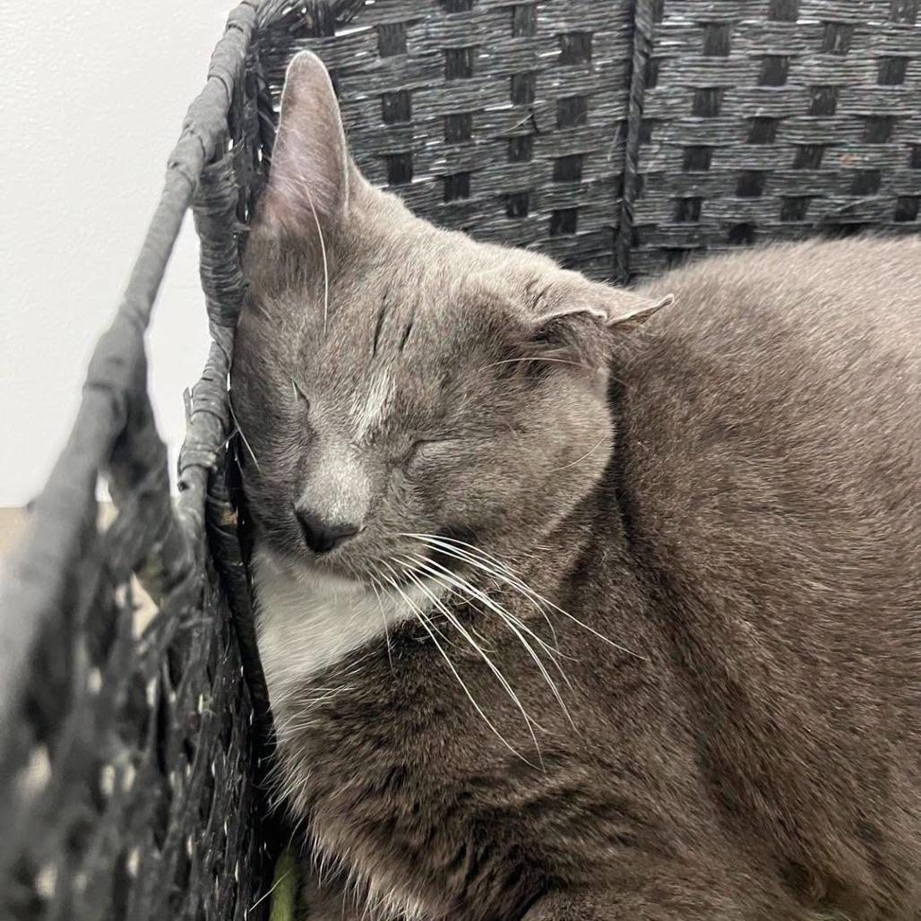 Enlarge Iron 2021, a Adoptable Domestic Short Hair in Bensalem, PA image 4/6