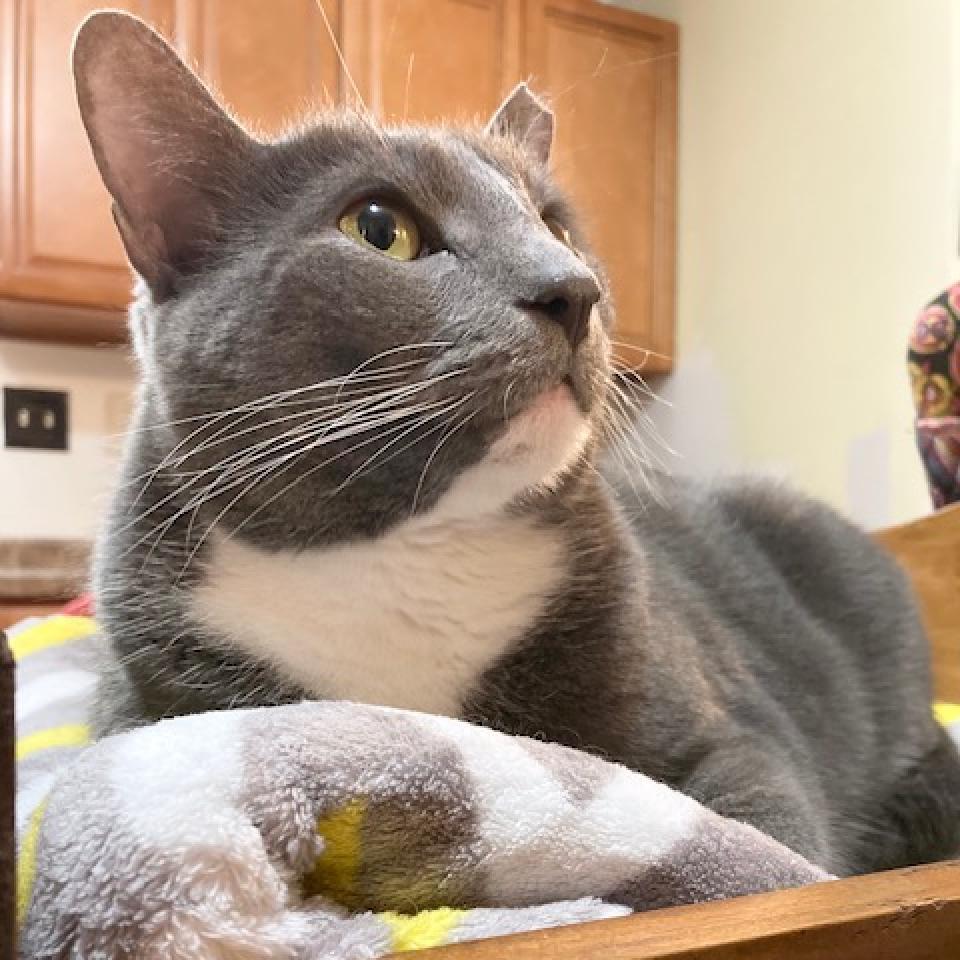 Enlarge Iron 2021, a Adoptable Domestic Short Hair in Bensalem, PA image 4/5