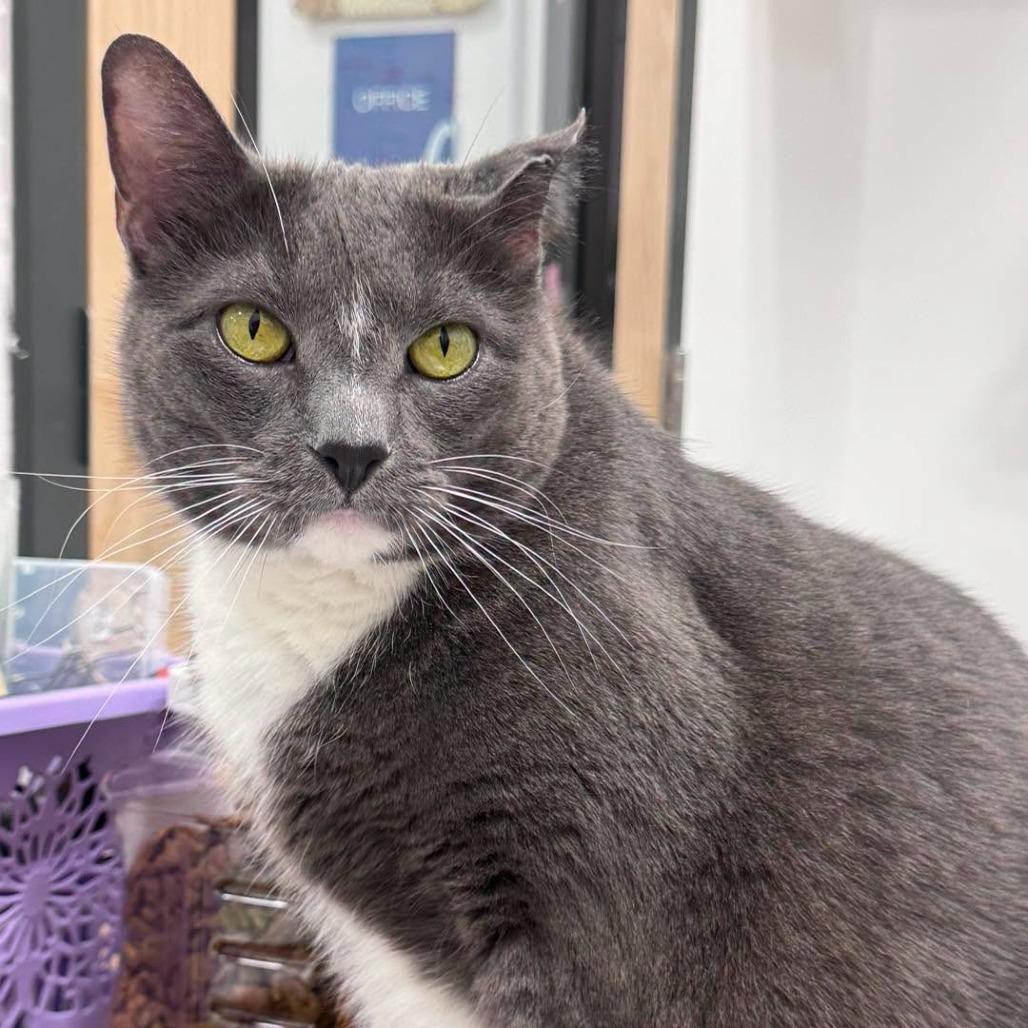 Enlarge Iron 2021, a Adoptable Domestic Short Hair in Bensalem, PA image 5/6