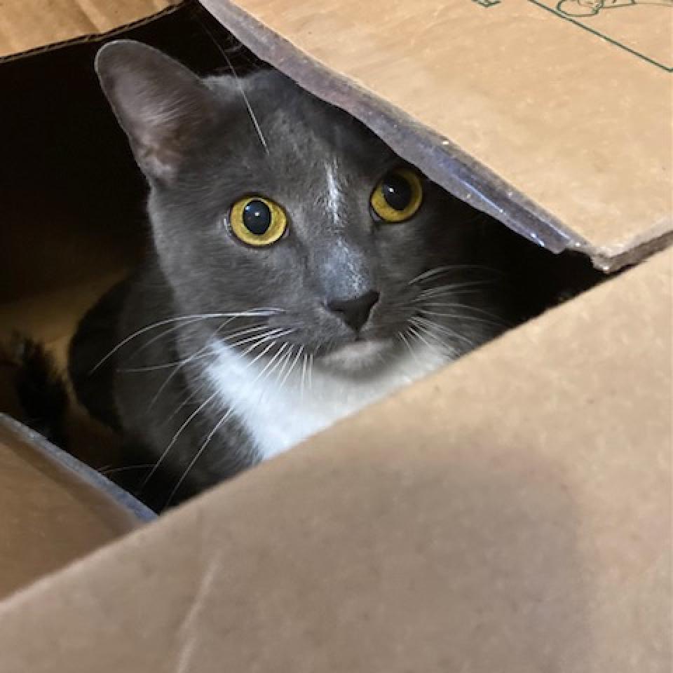 Enlarge Iron 2021, a Adoptable Domestic Short Hair in Bensalem, PA image 5/5