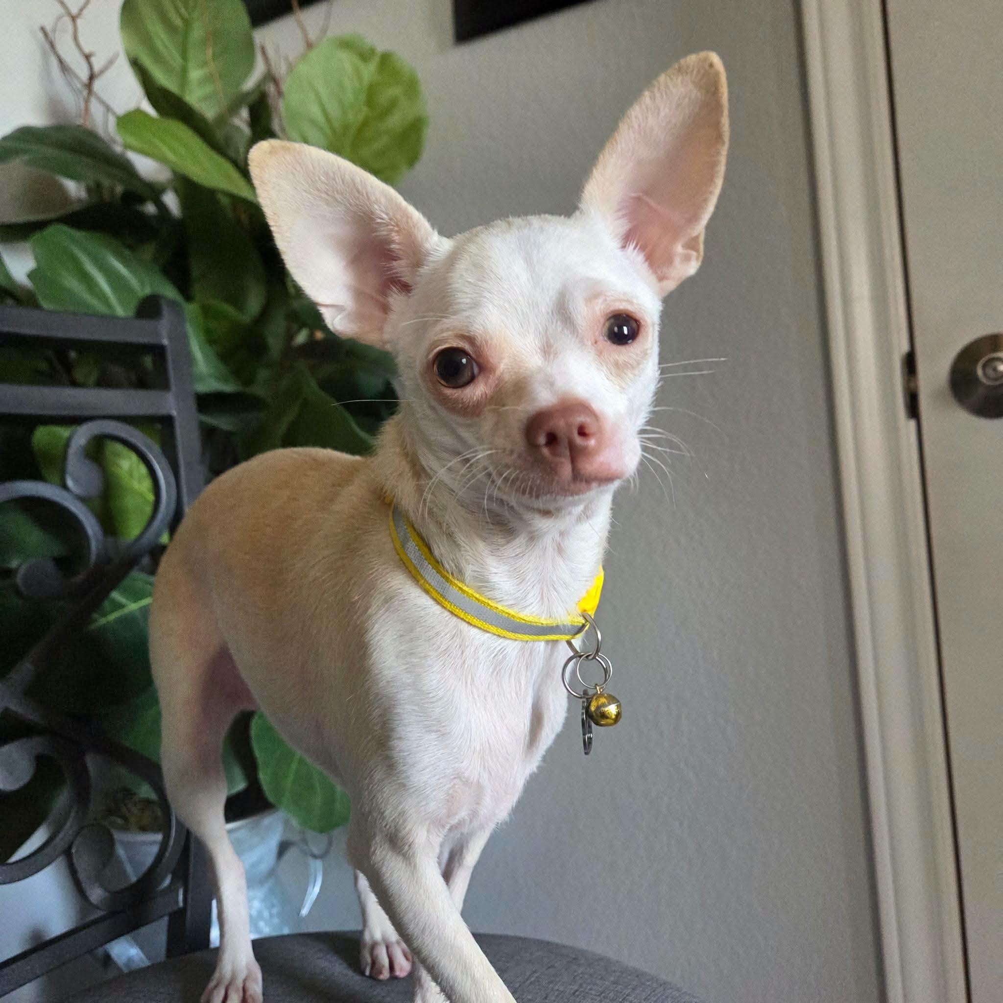 Nena, Adoptable, Young Female Chihuahua.
