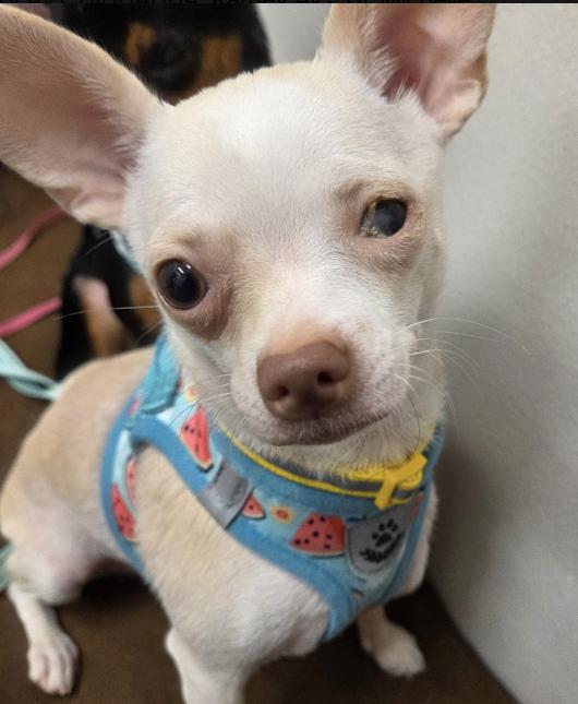 Nena, Adoptable, Young Female Chihuahua.