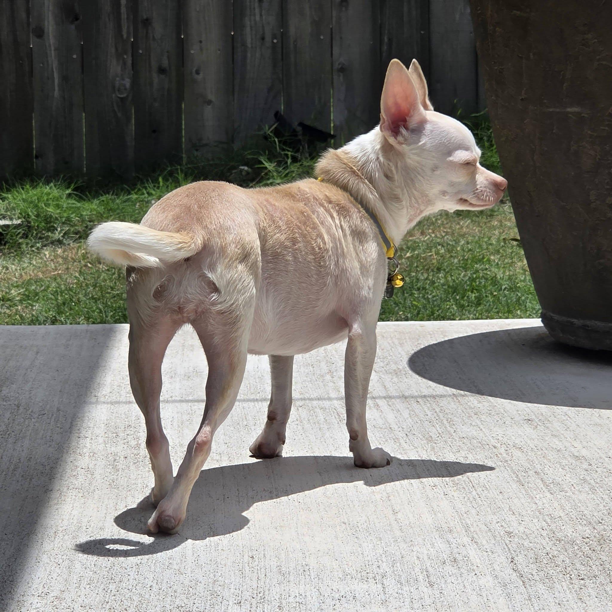 Enlarge Nena, a Adoptable Chihuahua in Austin, TX image 2/4