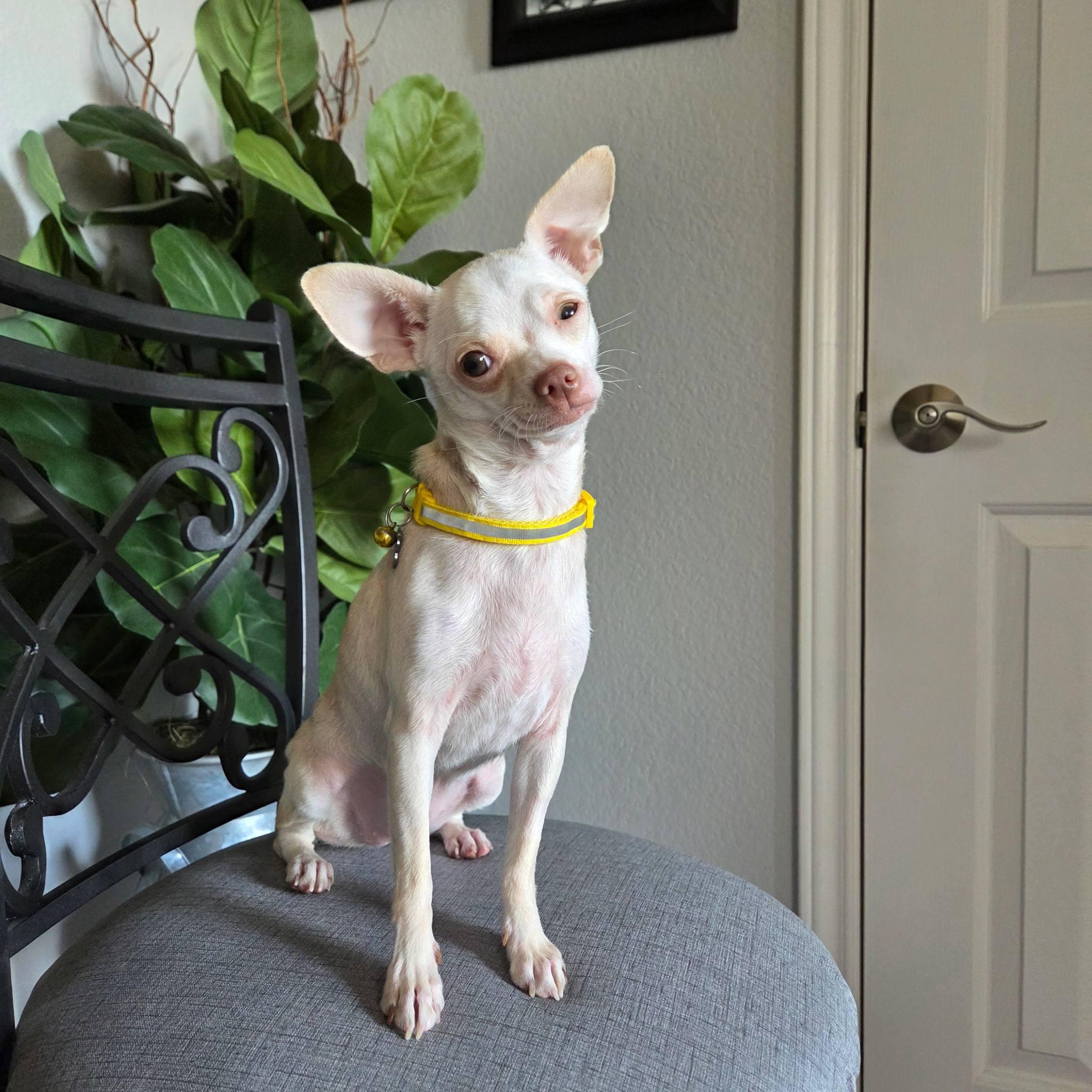 Nena, a Adoptable Chihuahua in Austin, TX image 3/5