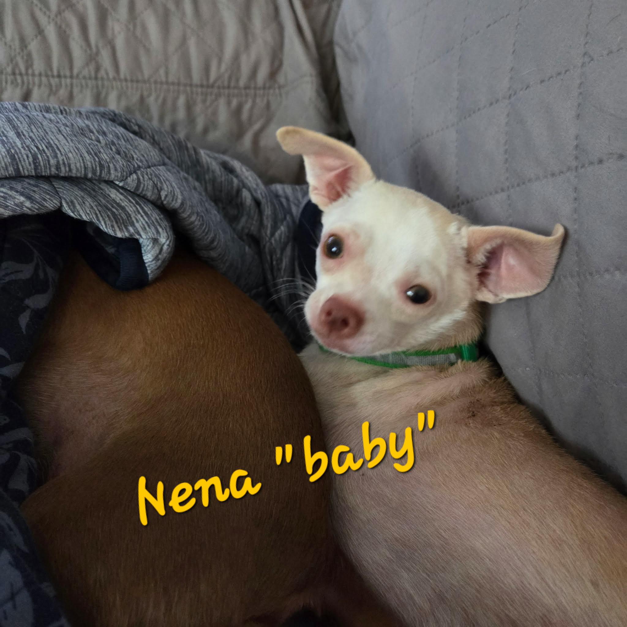 Enlarge Nena, a Adoptable Chihuahua in Austin, TX image 3/4