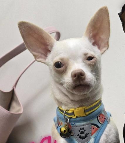 Enlarge Nena, a Adoptable Chihuahua in Austin, TX image 4/4