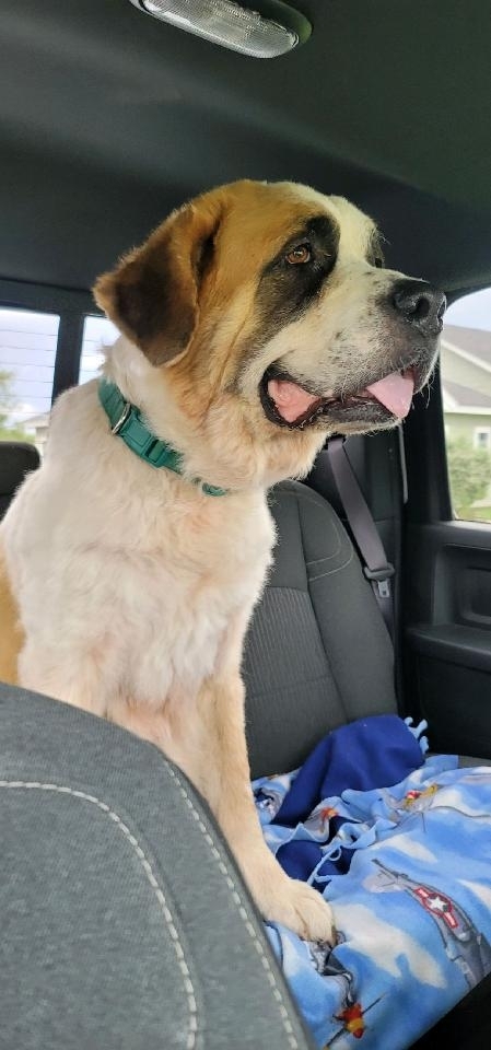 Enlarge Dora, a Adoptable Saint Bernard in Magnolia, TX image 7/11